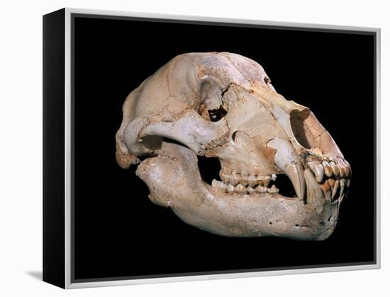 Bear Skull, Sima De Los Huesos-Javier Trueba-Framed Premier Image Canvas