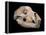 Bear Skull, Sima De Los Huesos-Javier Trueba-Framed Premier Image Canvas