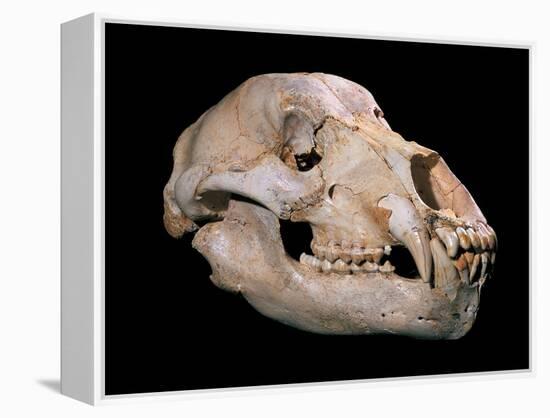 Bear Skull, Sima De Los Huesos-Javier Trueba-Framed Premier Image Canvas