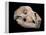 Bear Skull, Sima De Los Huesos-Javier Trueba-Framed Premier Image Canvas