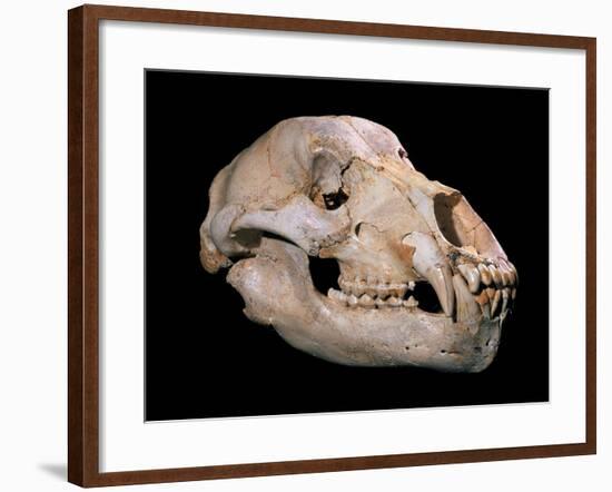 Bear Skull, Sima De Los Huesos-Javier Trueba-Framed Photographic Print