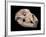 Bear Skull, Sima De Los Huesos-Javier Trueba-Framed Photographic Print