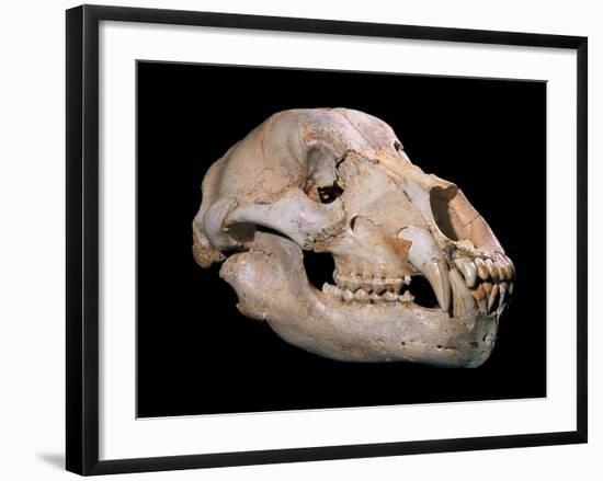 Bear Skull, Sima De Los Huesos-Javier Trueba-Framed Photographic Print