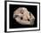 Bear Skull, Sima De Los Huesos-Javier Trueba-Framed Photographic Print