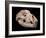 Bear Skull, Sima De Los Huesos-Javier Trueba-Framed Photographic Print