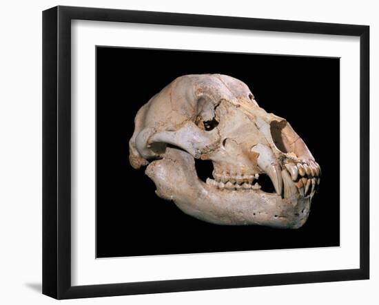 Bear Skull, Sima De Los Huesos-Javier Trueba-Framed Photographic Print