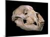 Bear Skull, Sima De Los Huesos-Javier Trueba-Mounted Photographic Print