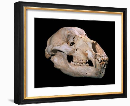 Bear Skull, Sima De Los Huesos-Javier Trueba-Framed Photographic Print