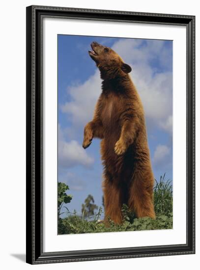 Bear Standing on Two Legs-DLILLC-Framed Photographic Print