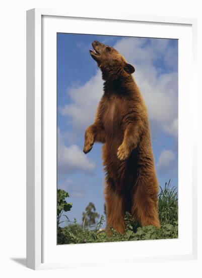 Bear Standing on Two Legs-DLILLC-Framed Photographic Print