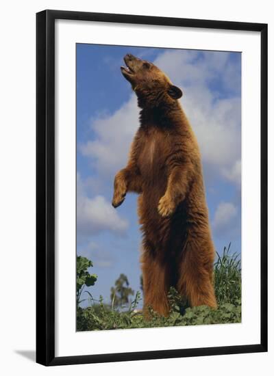 Bear Standing on Two Legs-DLILLC-Framed Photographic Print