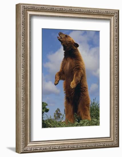 Bear Standing on Two Legs-DLILLC-Framed Photographic Print