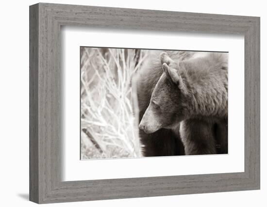 Bear Tones-Nathan Larson-Framed Photographic Print