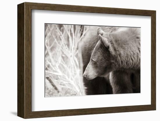 Bear Tones-Nathan Larson-Framed Photographic Print