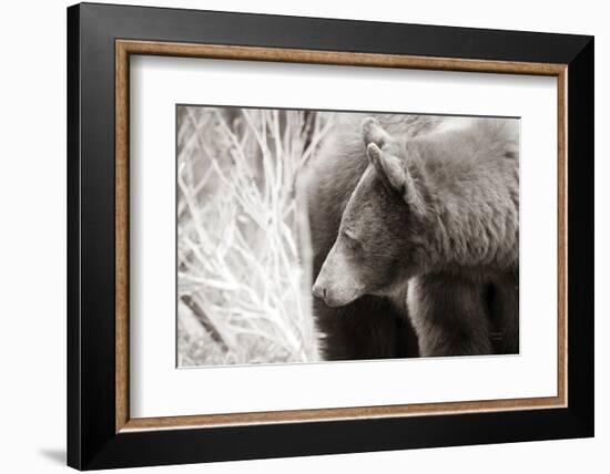 Bear Tones-Nathan Larson-Framed Photographic Print