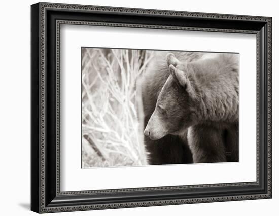 Bear Tones-Nathan Larson-Framed Photographic Print