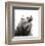 Bear-Philippe Debongnie-Framed Art Print