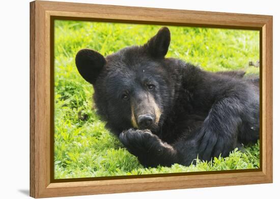 Bear-null-Framed Premier Image Canvas