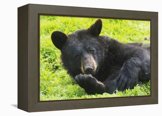 Bear-null-Framed Premier Image Canvas