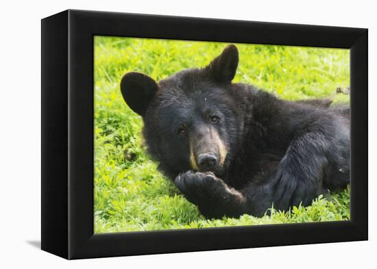 Bear-null-Framed Premier Image Canvas