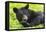 Bear-null-Framed Premier Image Canvas