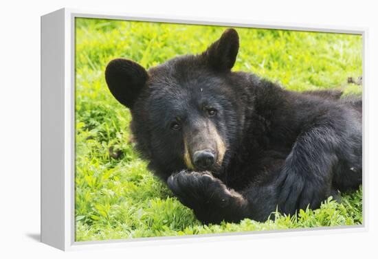 Bear-null-Framed Premier Image Canvas