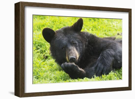 Bear-null-Framed Premium Photographic Print