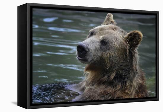 Bear-Gordon Semmens-Framed Premier Image Canvas