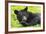 Bear-null-Framed Photographic Print