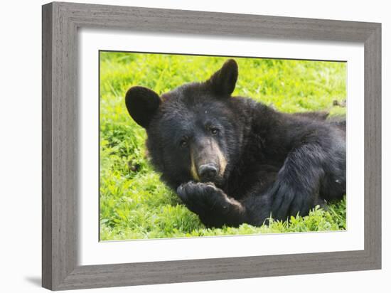 Bear-null-Framed Photographic Print