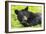 Bear-null-Framed Photographic Print