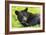 Bear-null-Framed Photographic Print