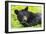 Bear-null-Framed Photographic Print