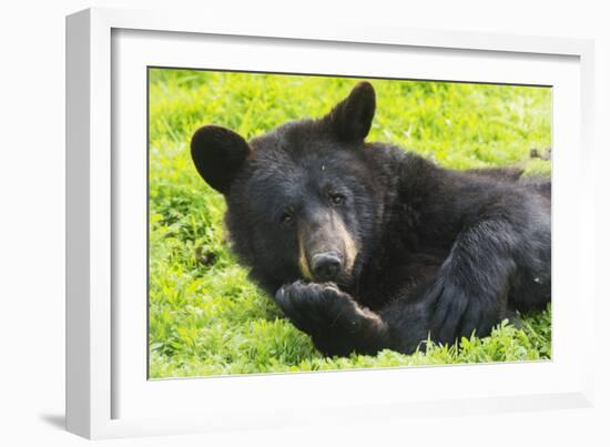 Bear-null-Framed Photographic Print