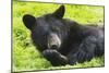 Bear-null-Mounted Photographic Print