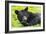 Bear-null-Framed Photographic Print