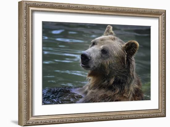 Bear-Gordon Semmens-Framed Photographic Print