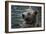 Bear-Gordon Semmens-Framed Photographic Print