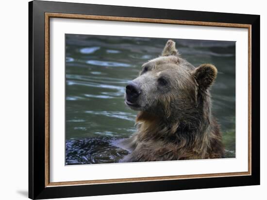 Bear-Gordon Semmens-Framed Photographic Print