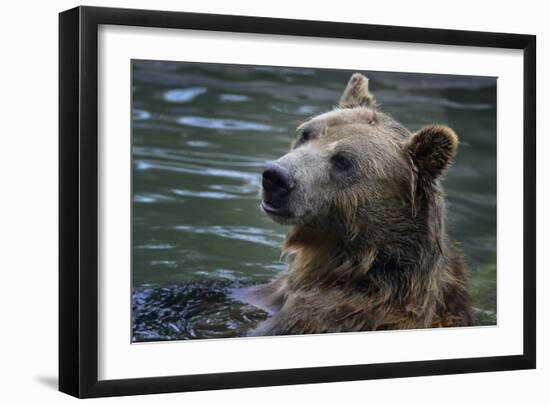 Bear-Gordon Semmens-Framed Photographic Print