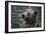 Bear-Gordon Semmens-Framed Photographic Print