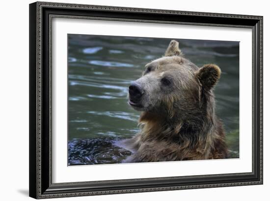 Bear-Gordon Semmens-Framed Photographic Print