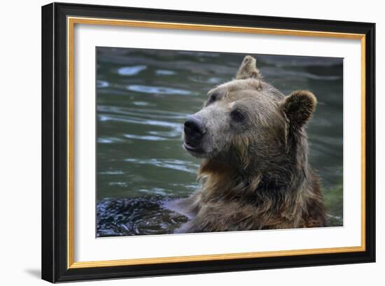 Bear-Gordon Semmens-Framed Photographic Print