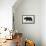 Bear-Florent Bodart-Framed Premier Image Canvas displayed on a wall