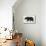 Bear-Florent Bodart-Mounted Giclee Print displayed on a wall