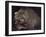 Bear-Harro Maass-Framed Giclee Print