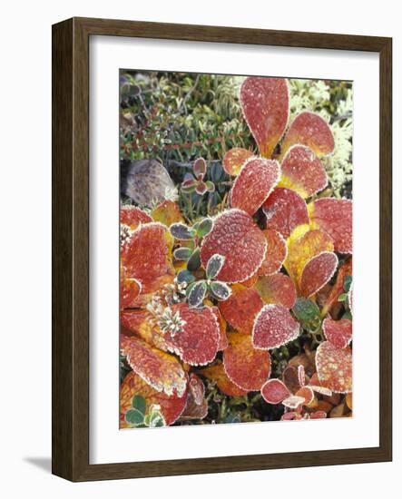 Bearberry and Dwarf Cranberries in Denali National Park, Alaska, USA-Stuart Westmoreland-Framed Photographic Print