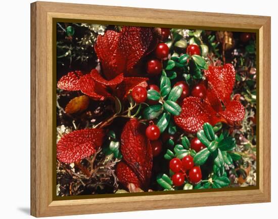 Bearberry in Denali National Park, Alaska, USA-Dee Ann Pederson-Framed Premier Image Canvas