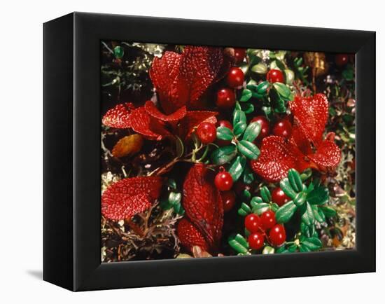 Bearberry in Denali National Park, Alaska, USA-Dee Ann Pederson-Framed Premier Image Canvas