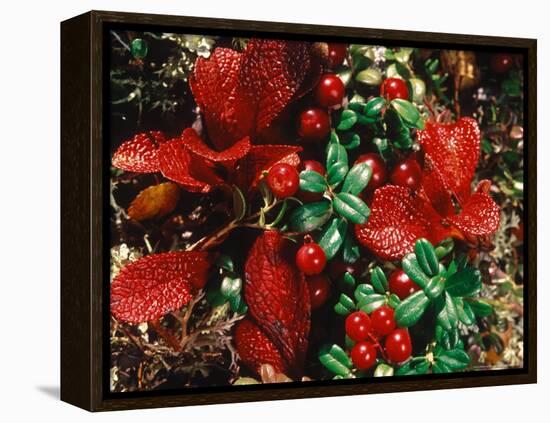 Bearberry in Denali National Park, Alaska, USA-Dee Ann Pederson-Framed Premier Image Canvas